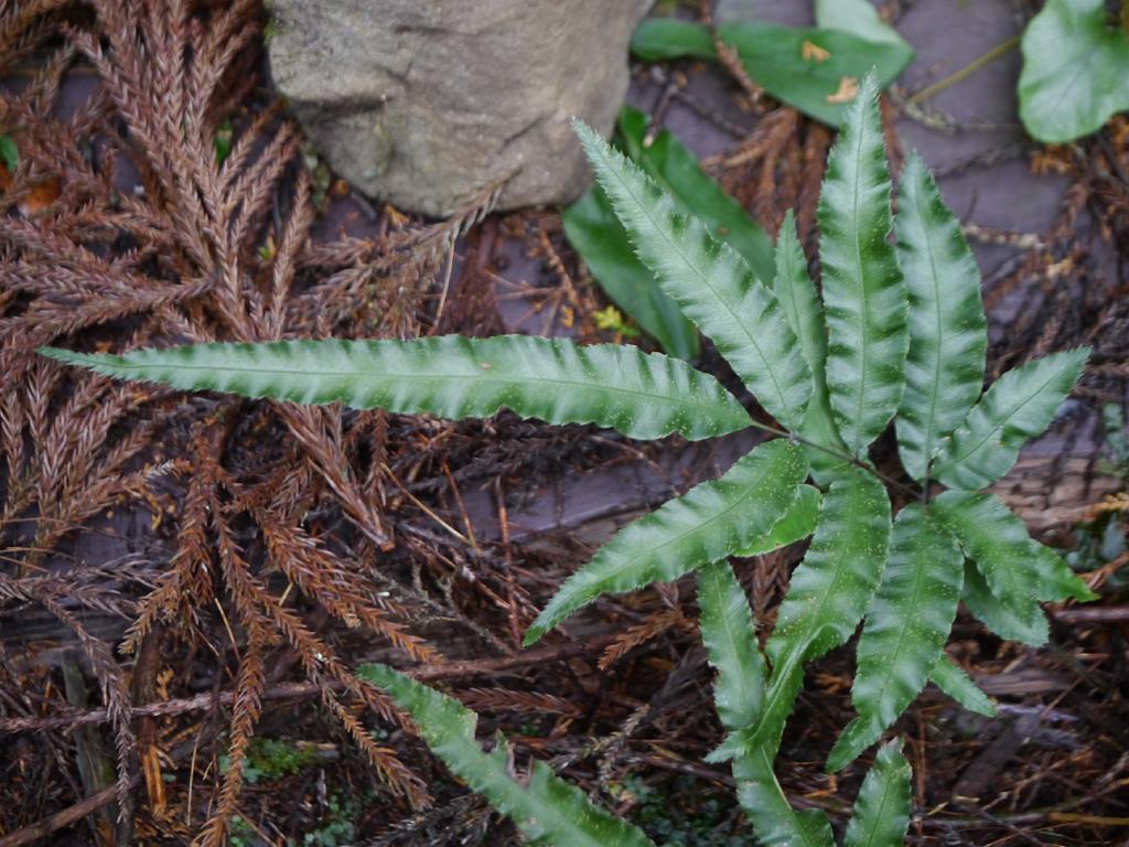 Pteris nipponica