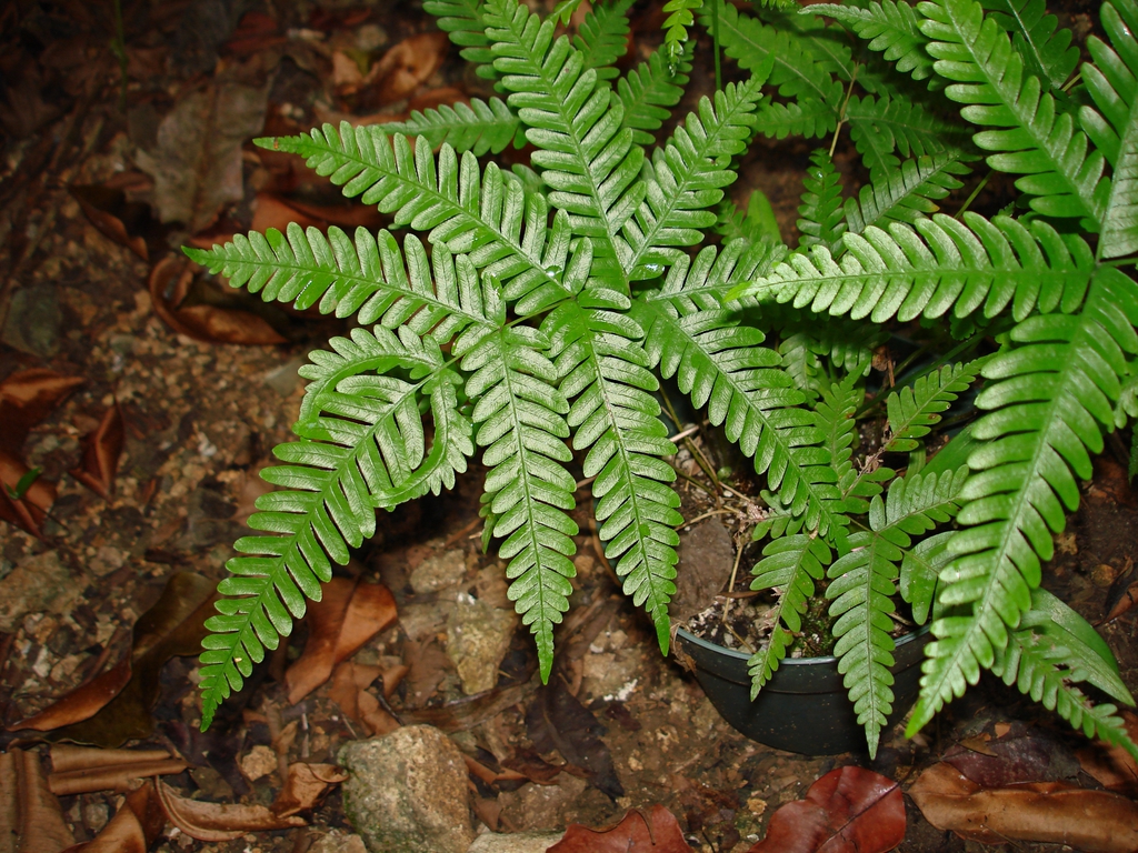 Pteris quadriaurita