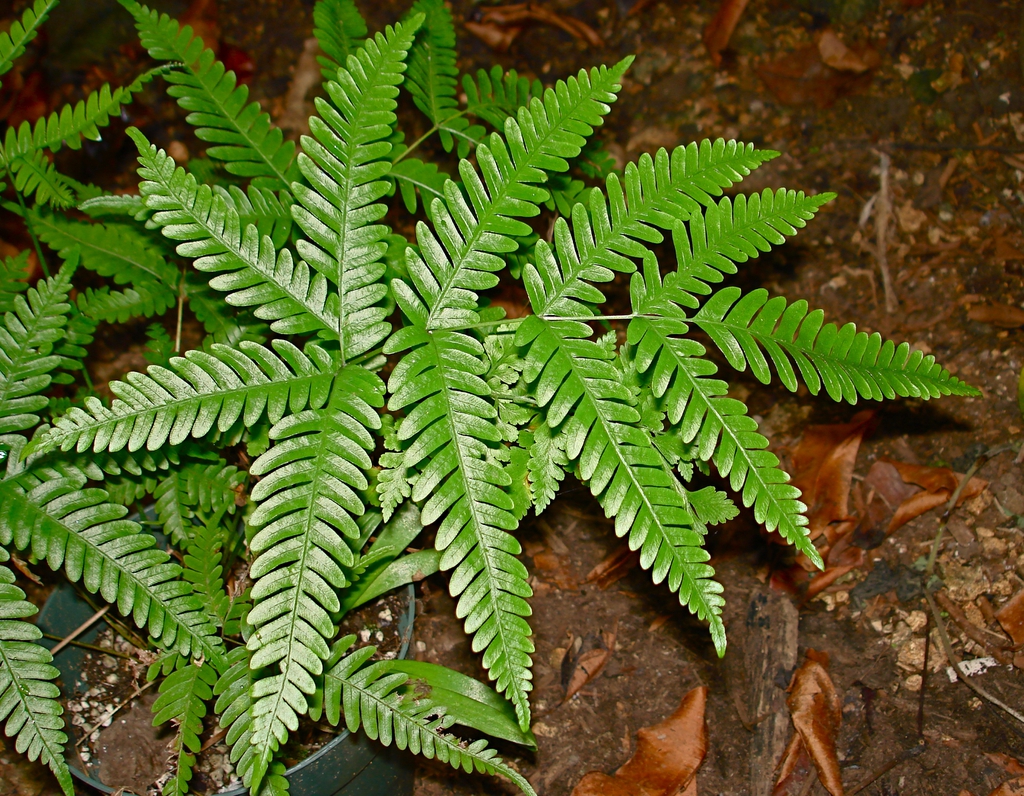 Pteris quadriaurita