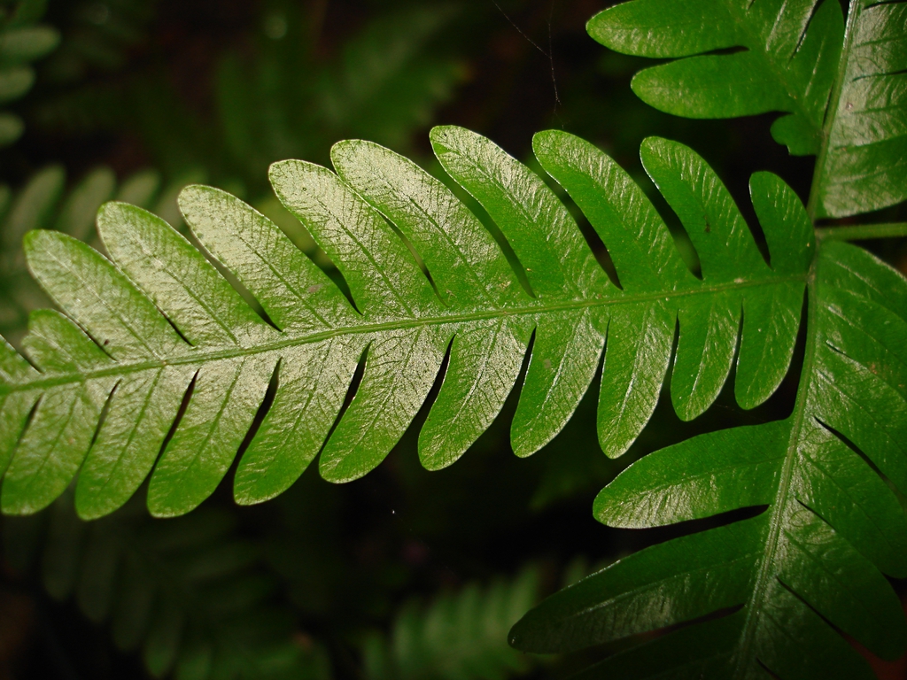 Pteris quadriaurita