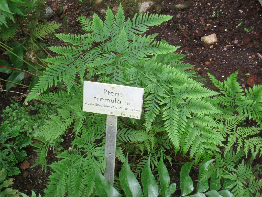 Pteris tremula