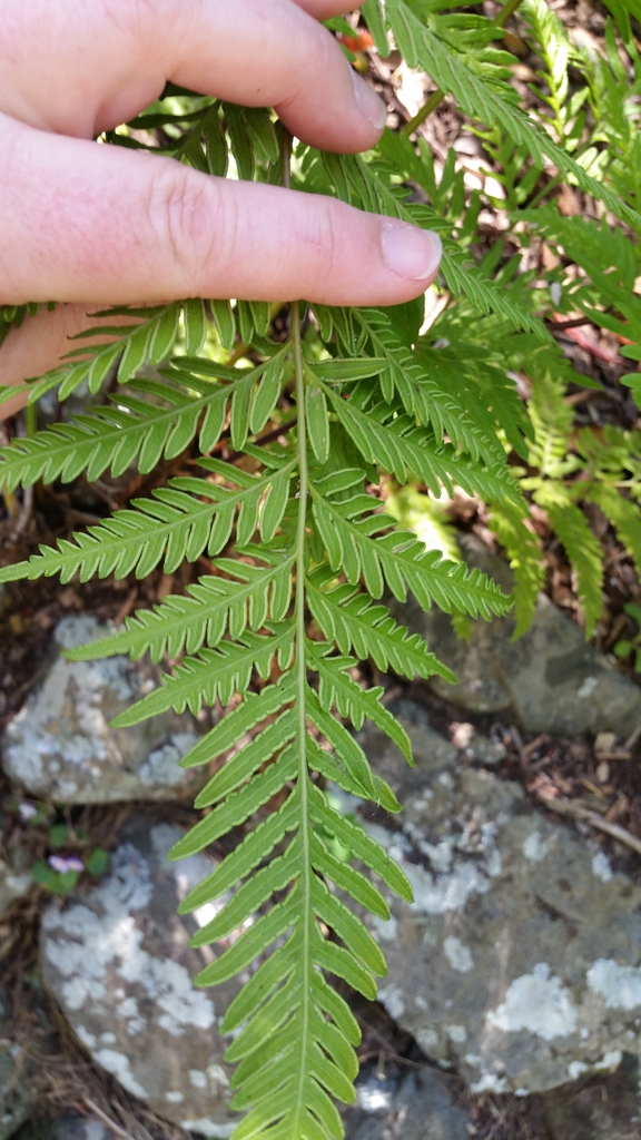 Pteris tremula