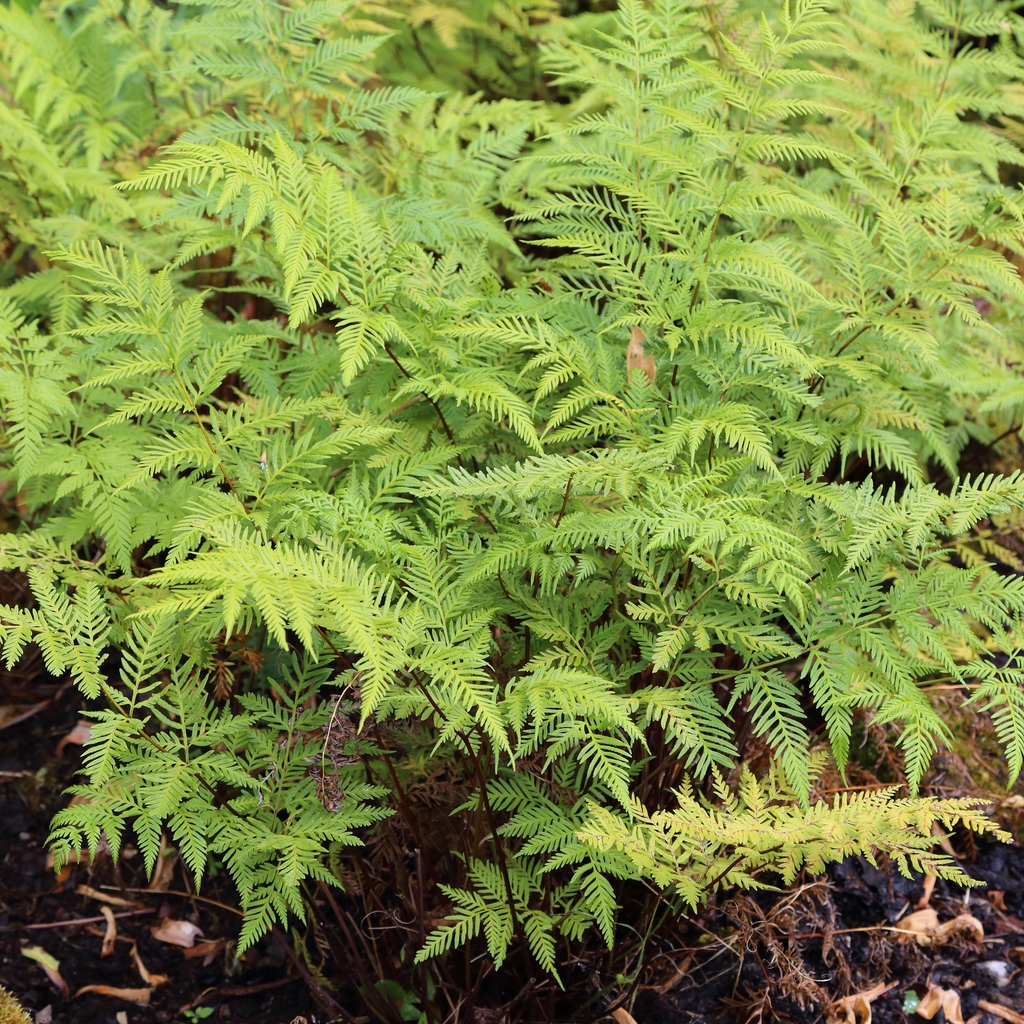 Pteris tremula