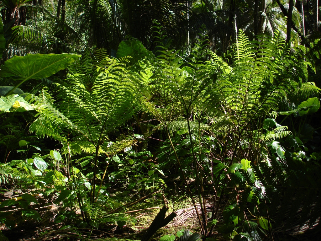Pteris tripartita