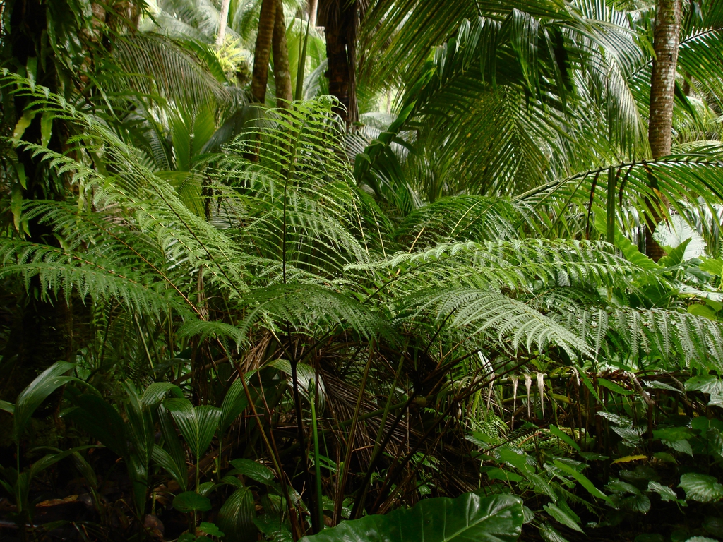 Pteris tripartita