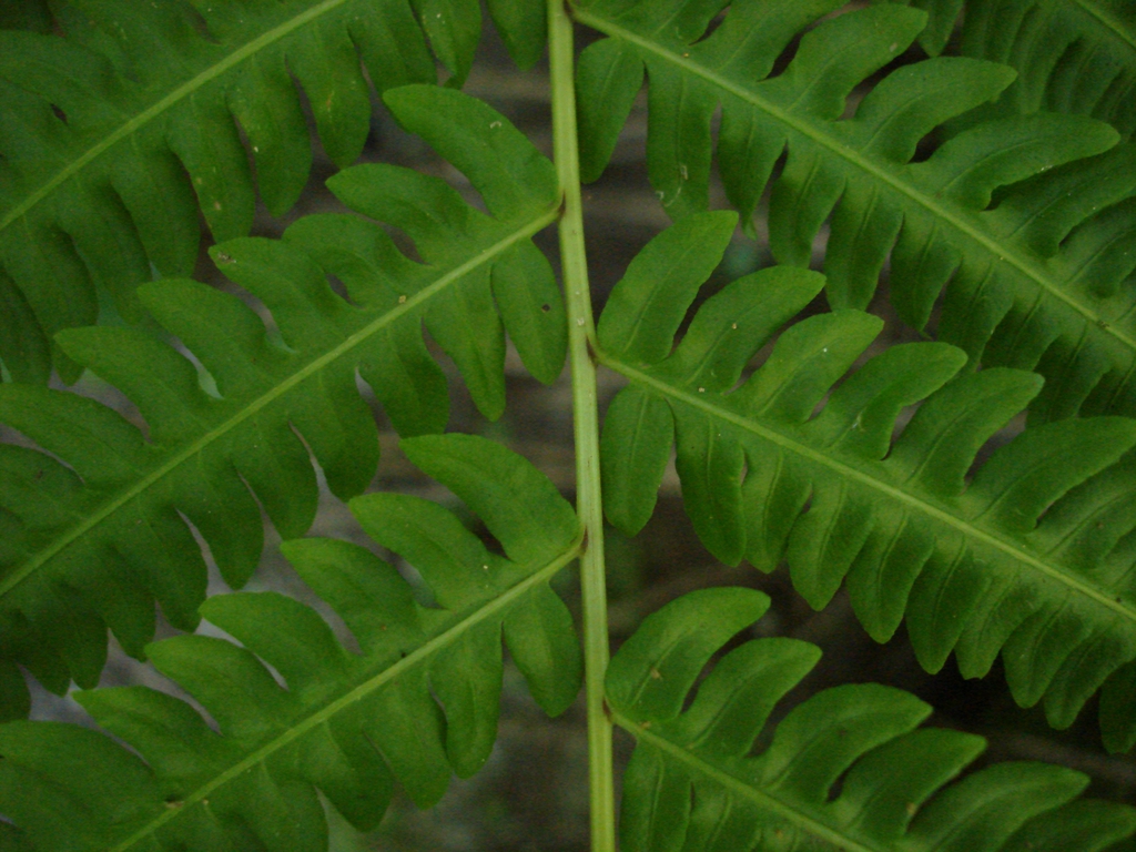Pteris tripartita