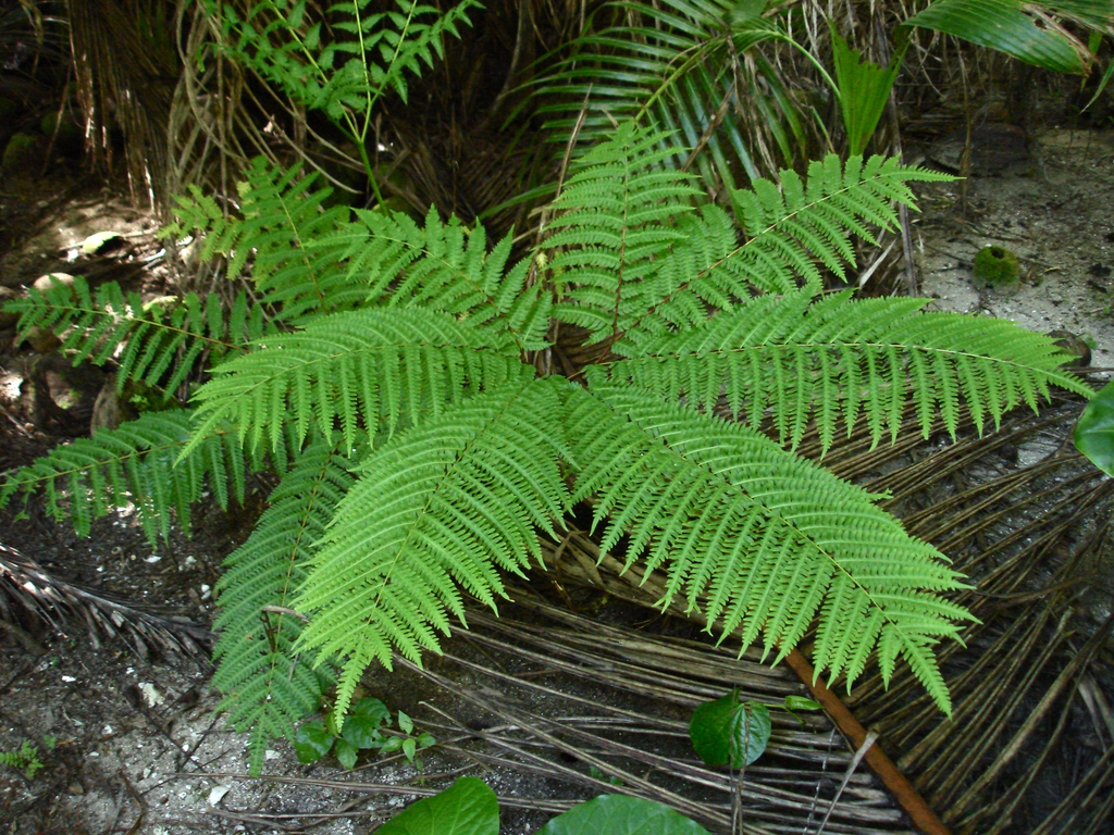 Pteris tripartita