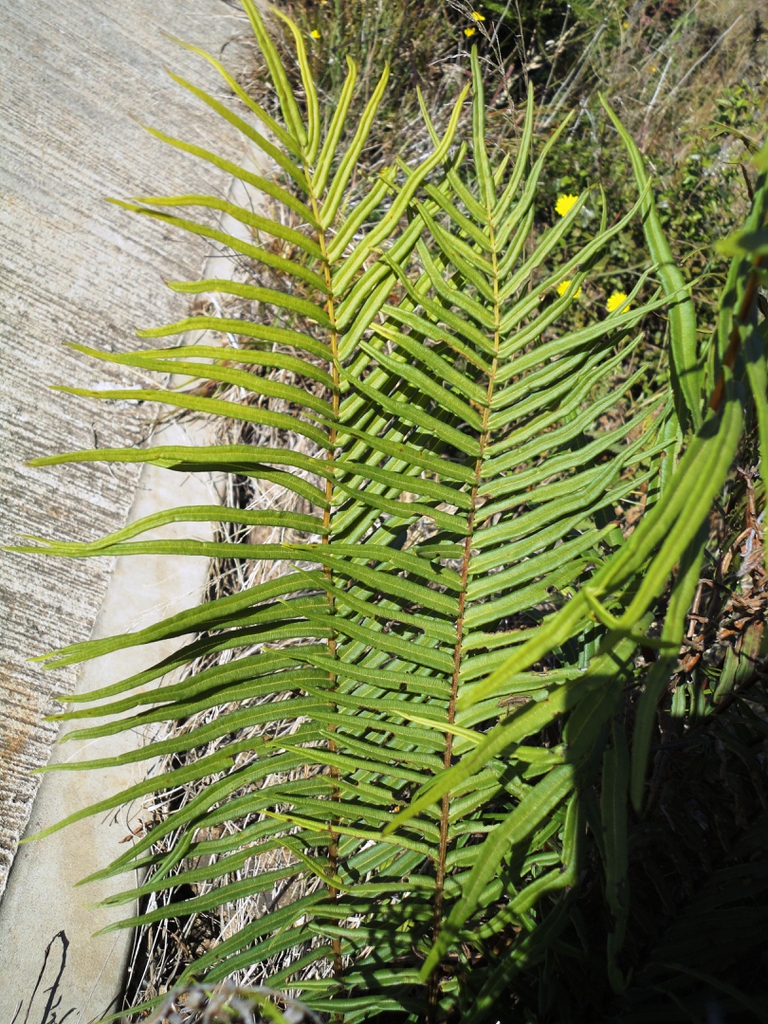 Pteris vittata