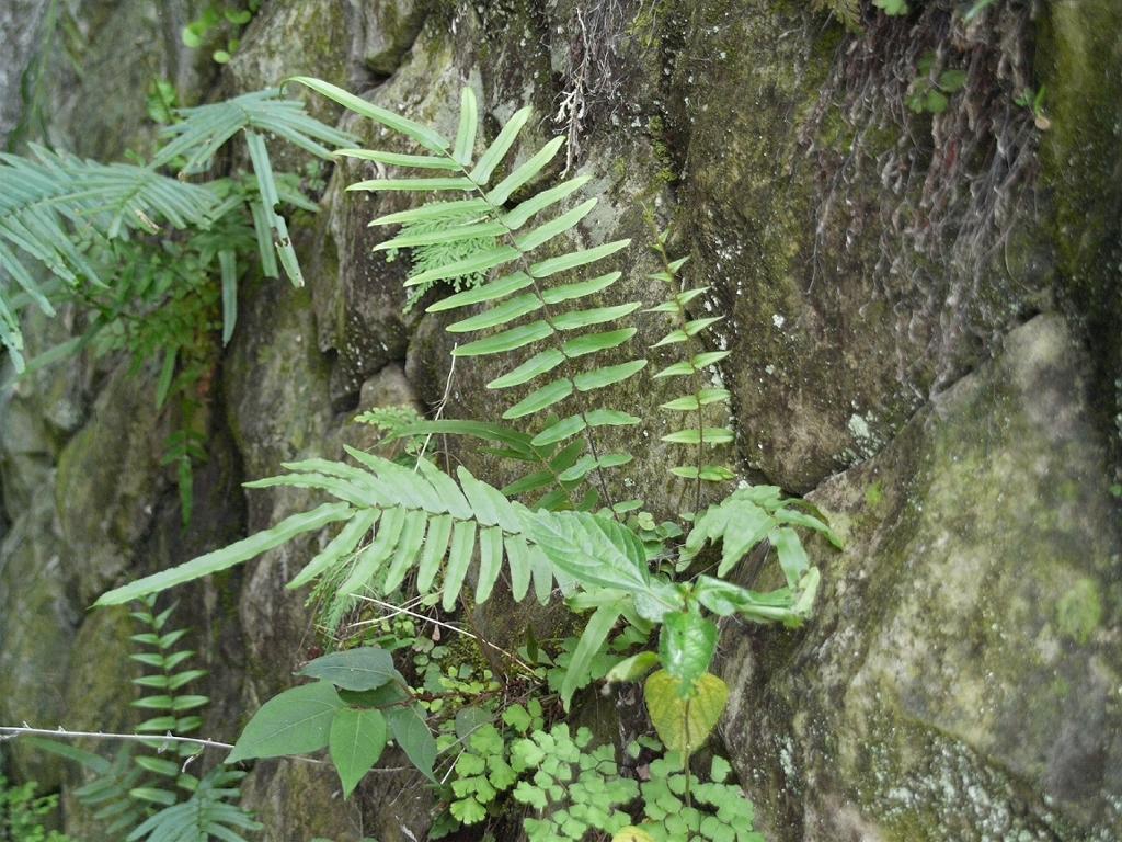 Pteris vittata