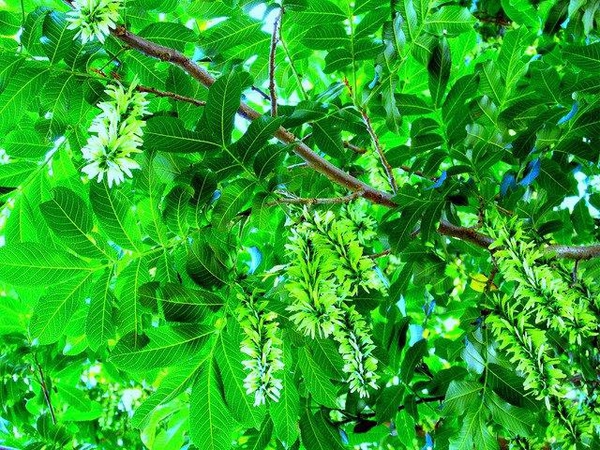 Pterocarya stenoptera