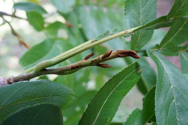 Pterocarya stenoptera