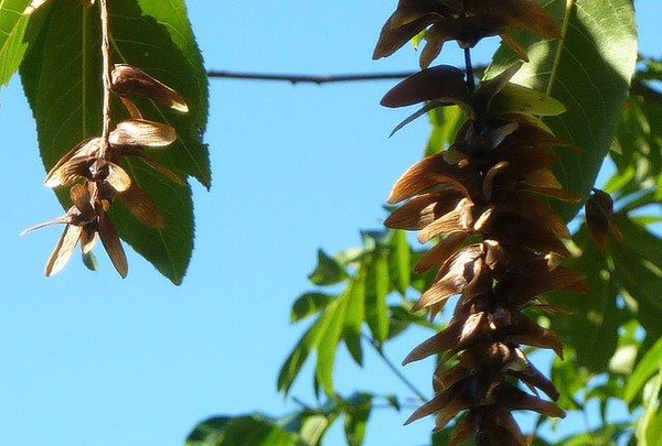 Pterocarya stenoptera