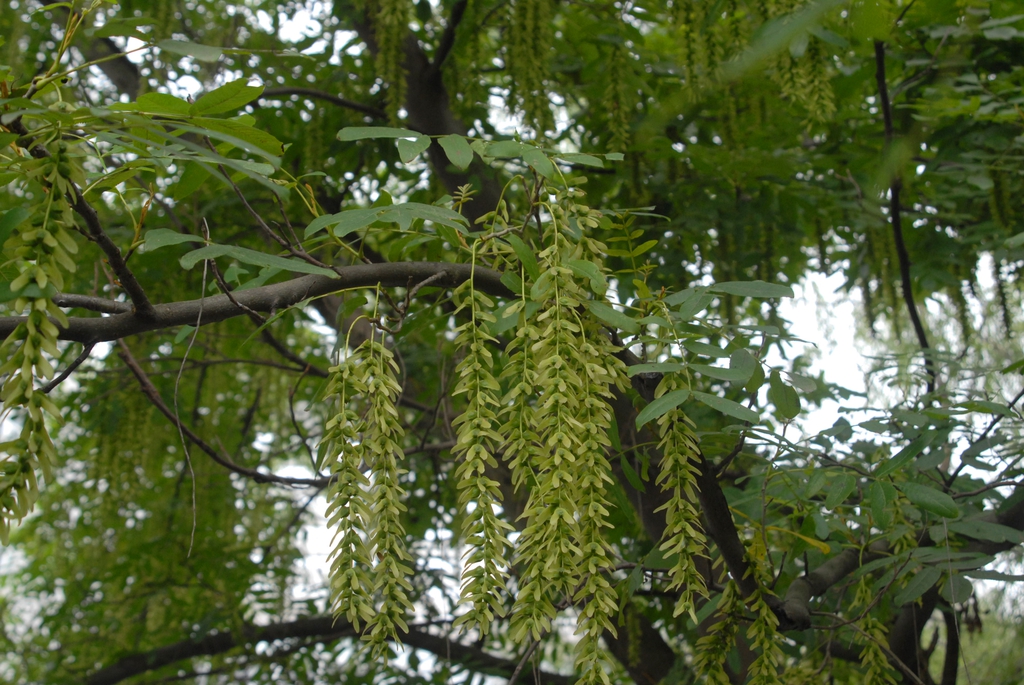 Pterocarya stenoptera
