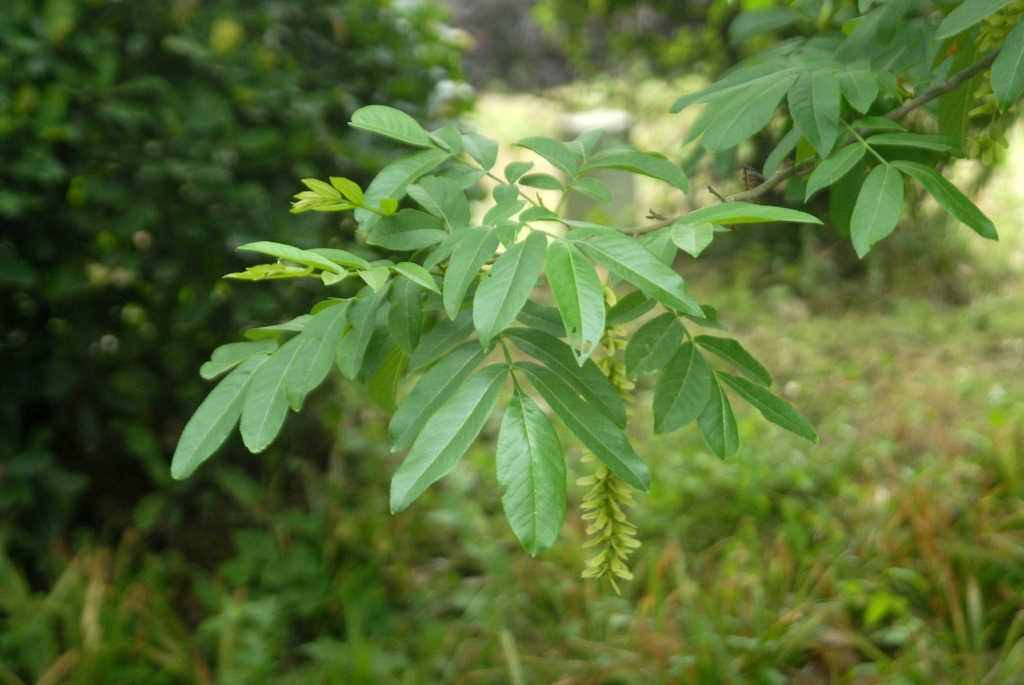Fruit and Leaves