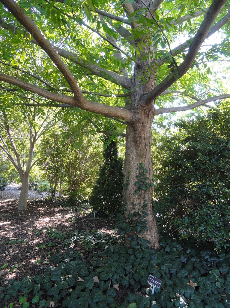 A Tonkin wingnut tree grows in J.C. Raulston arboretum (2011)