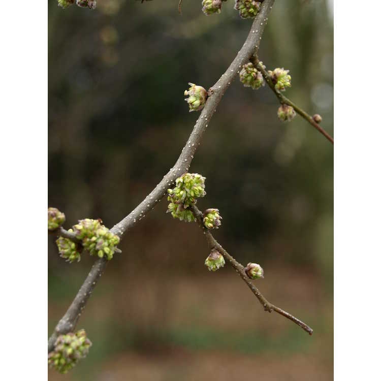 Stem and flowers