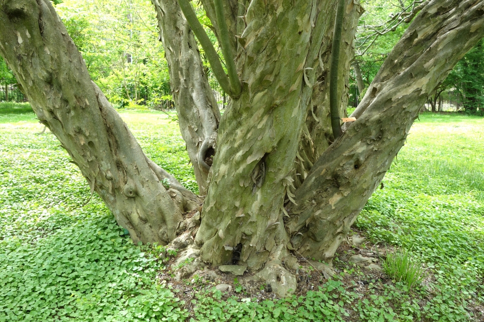 Trunk and bark