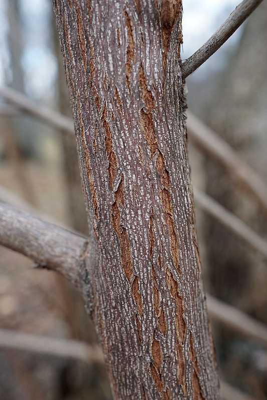Reddish bark.