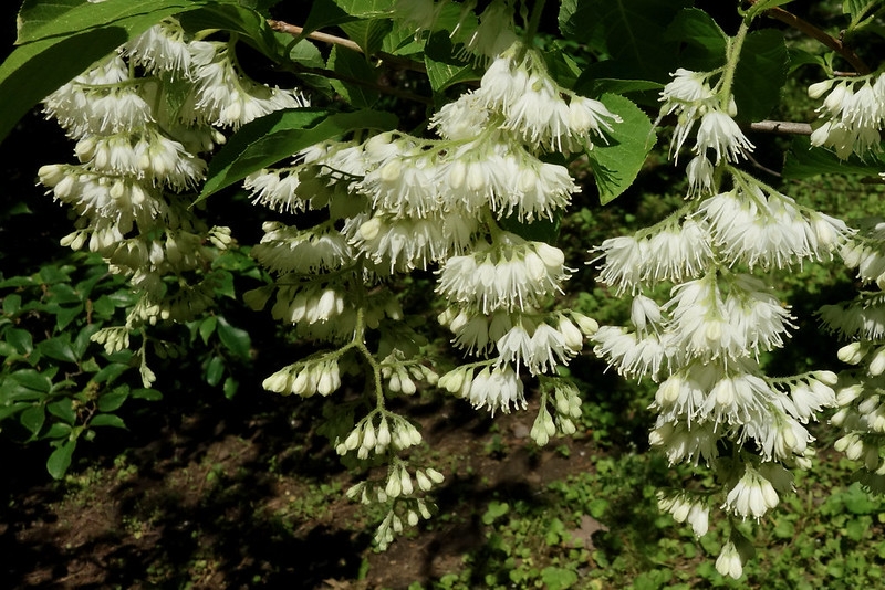 Pendulous panicles of white flowers