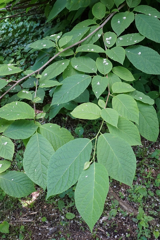 Shoot with alternate ovate leaves.