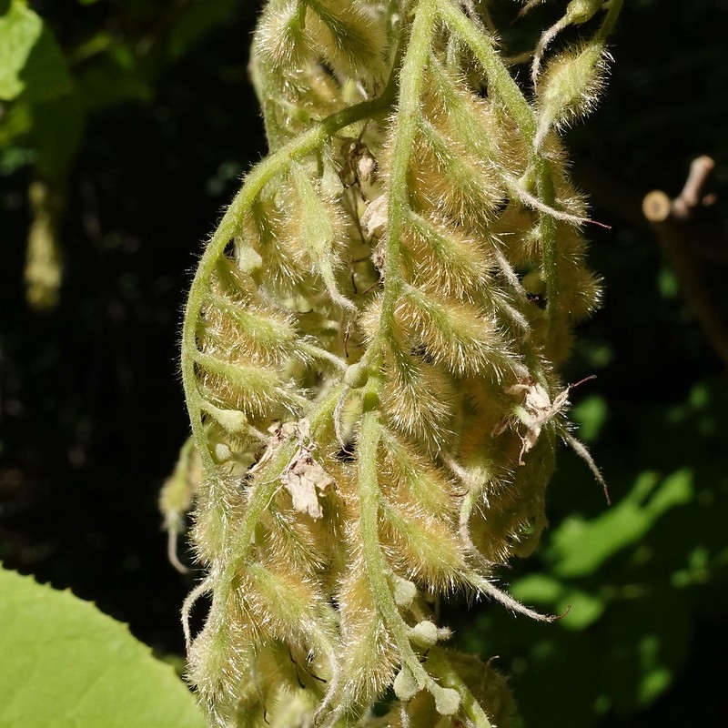 Pendulous panicles of hispid hairy fruits.
