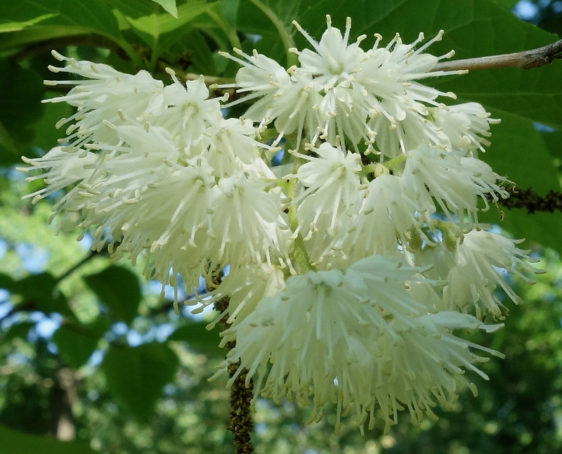 Pendulous panicles of white flowers