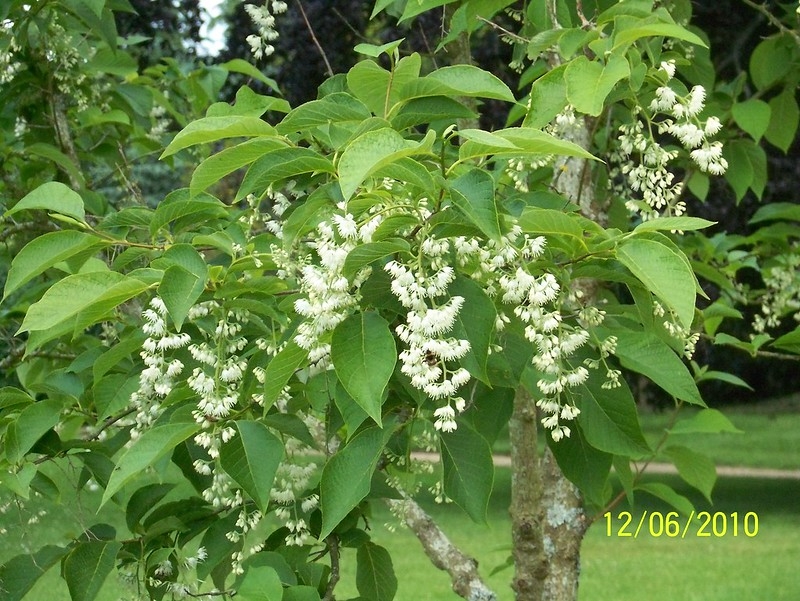 Small tree with pendulous panicles of white flowers.