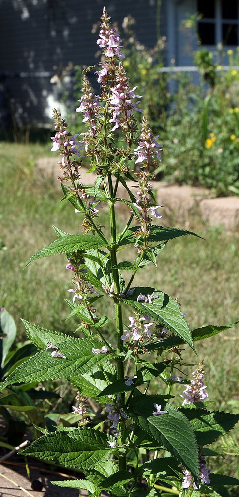 Stachys tenuifolia