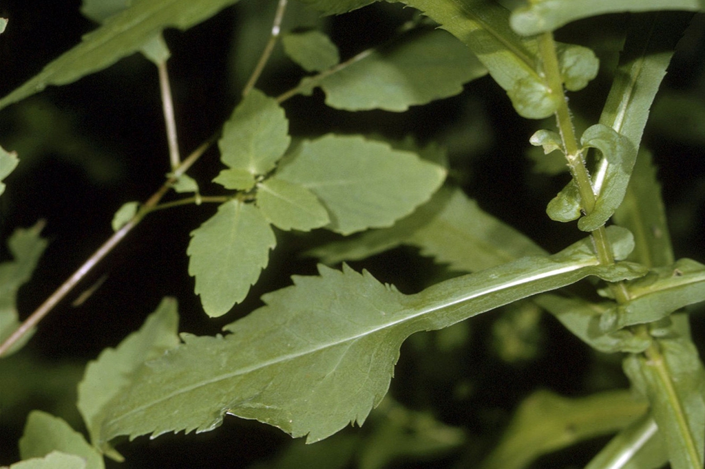 Leaves