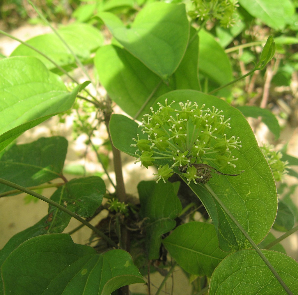 Plant