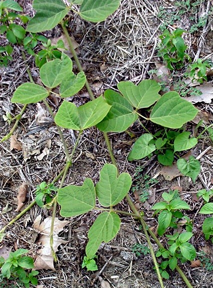 Pueraria lobata