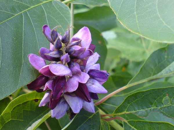 Pueraria lobata