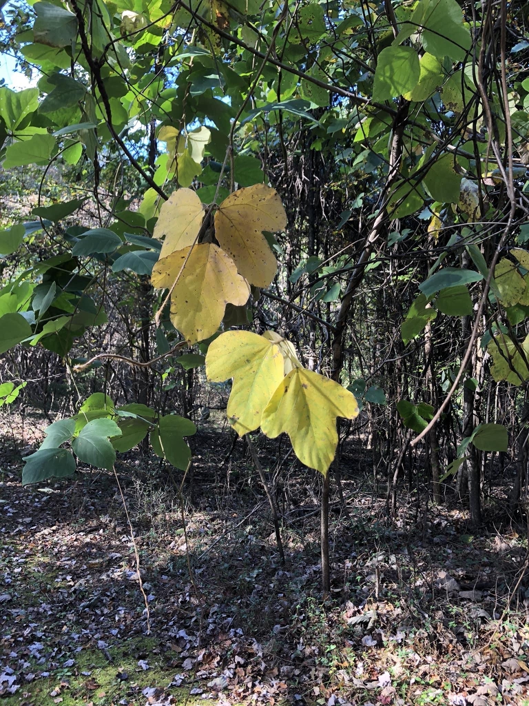 Pueraria montana var. lobata