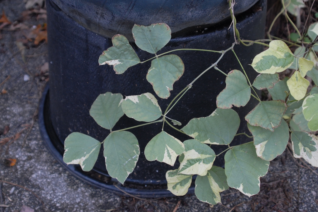 'Variegata' Leaf