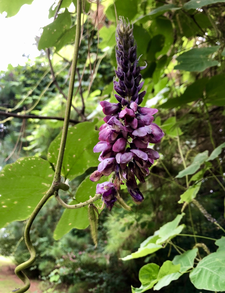 Pueraria montana var. lobata