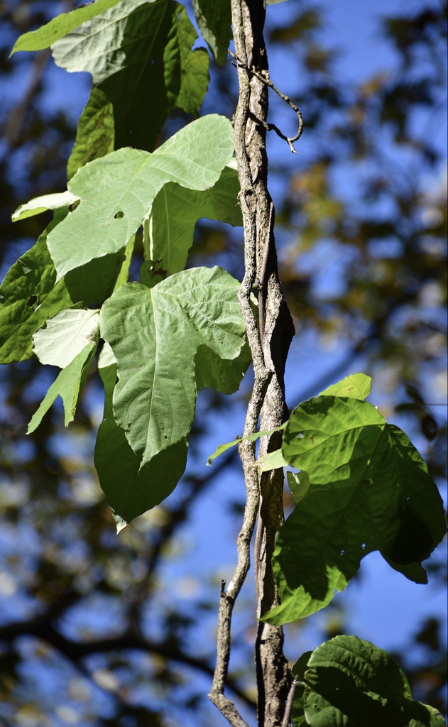Pueraria montana var. lobata