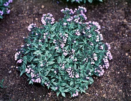 Pulmonaria saccharata