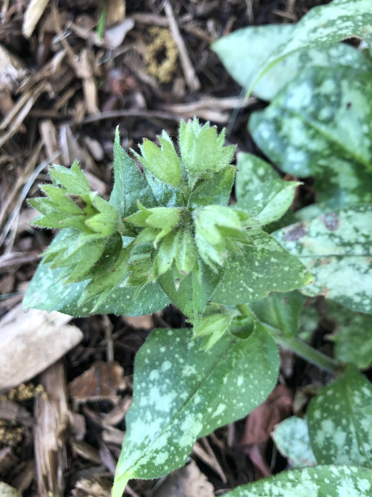 'Trevi Fountain' Calyxes - Wake Co., NC