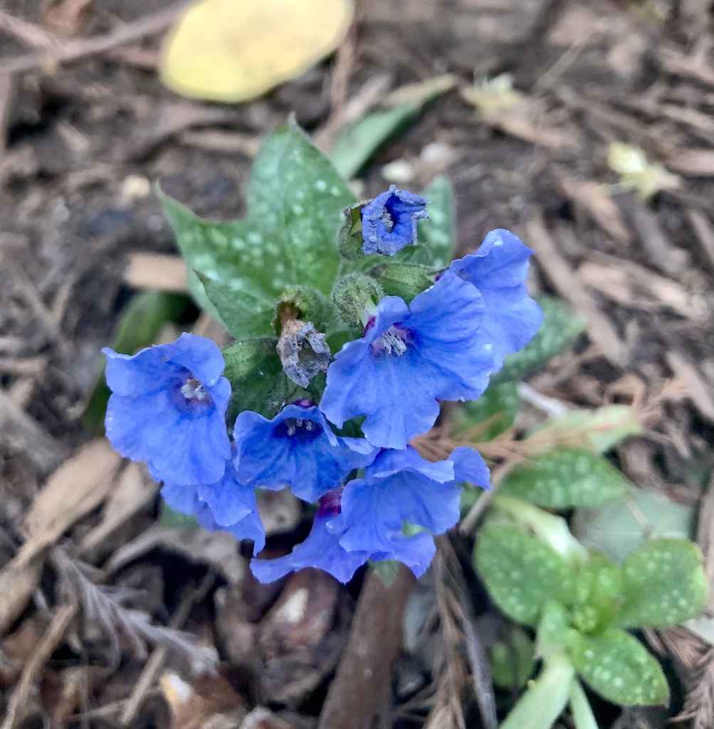 'Magic Flower' Flower - Feb. 23 - Wake Co., NC