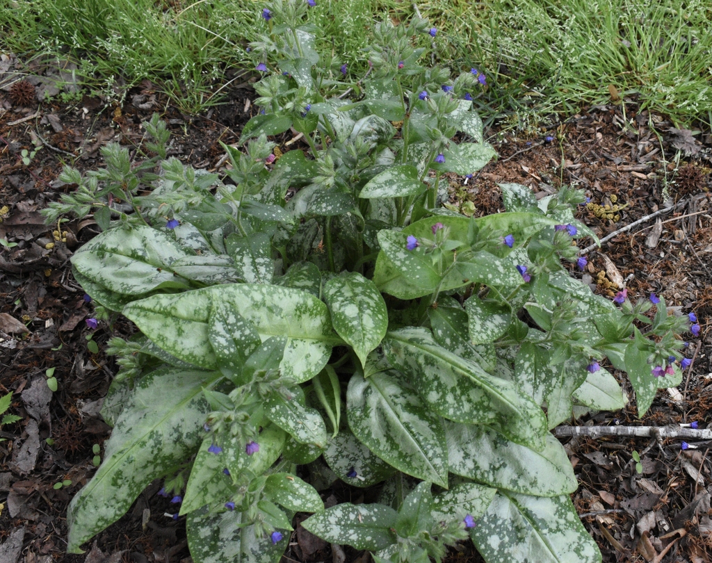 'Trevi Fountain' Form - April 15 - Wake Co., NC