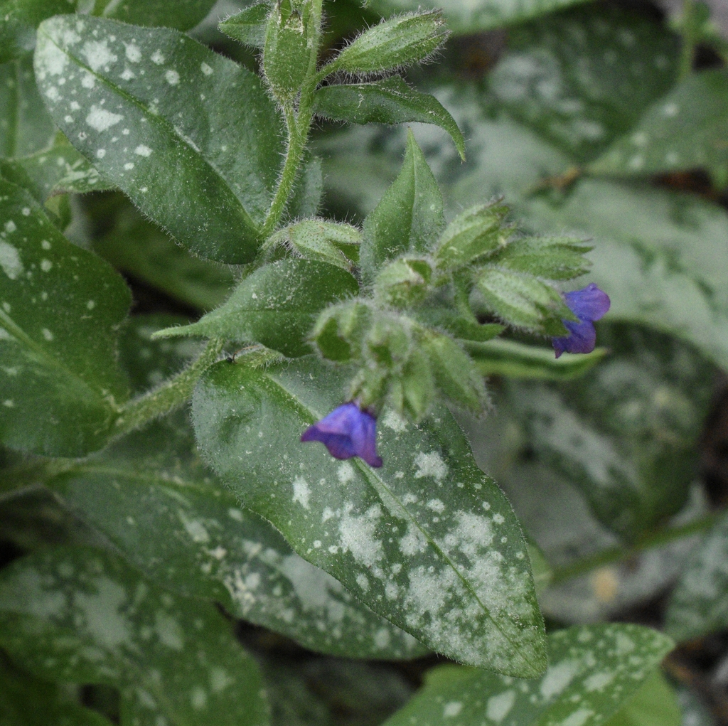 'Trevi Fountain' Flower buds- April 15 - Wake Co., NC