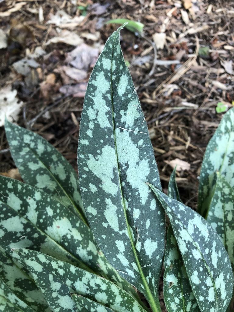 Close-up of a dark green variegated leaf