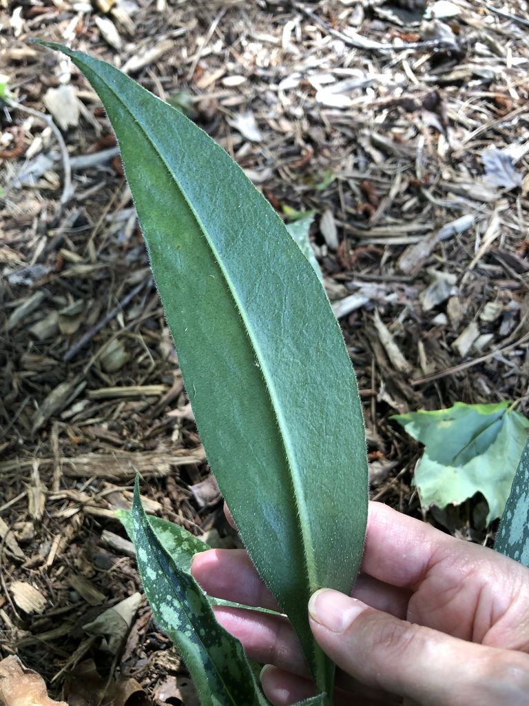 Dark green underside of leaf