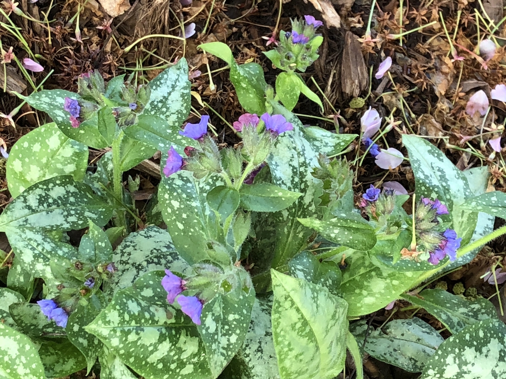 'Trevi Fountain' Flower & Leaves - Wake Co., NC
