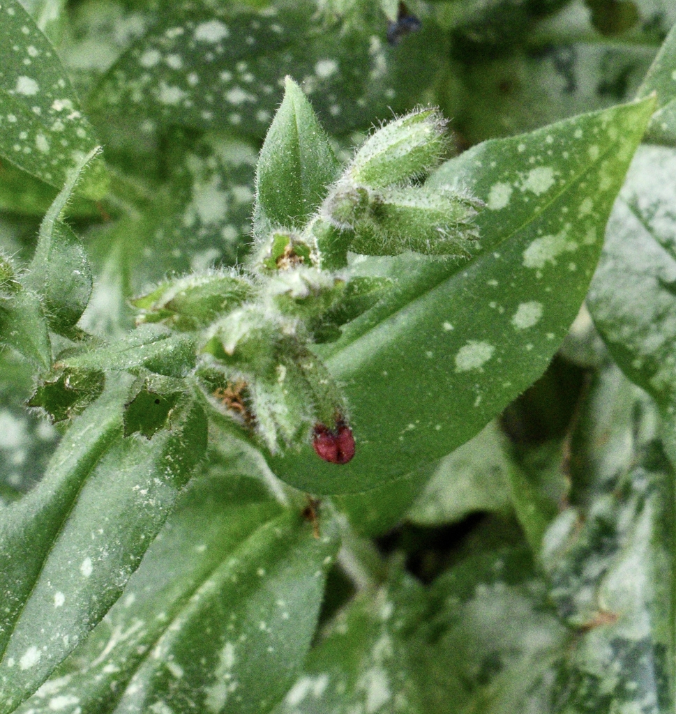 'Trevi Fountain' Flower & Leaves - April 15 - Wake Co., NC