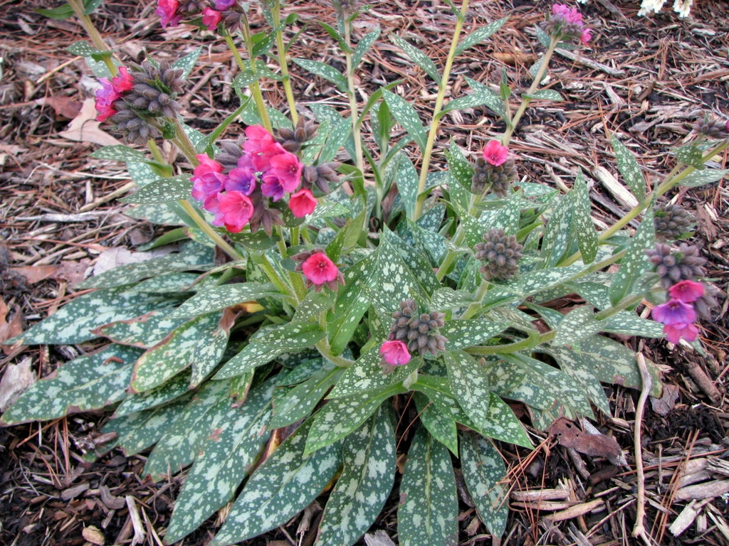 Plant with variegated leaves and purple-pink flowers