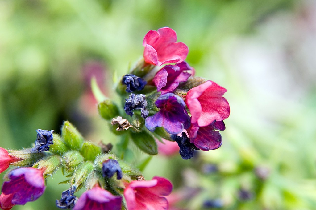 Close-up of pinkish purple funnel-shaped flowers