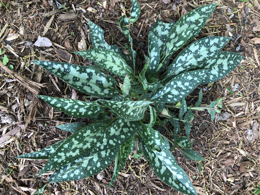 Pulmonaria 'Raspberry Splash'