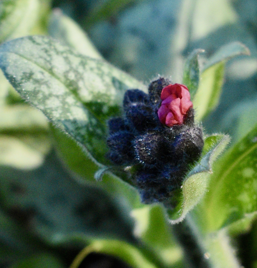 small hairs or trichomes on flower bugs and leaves