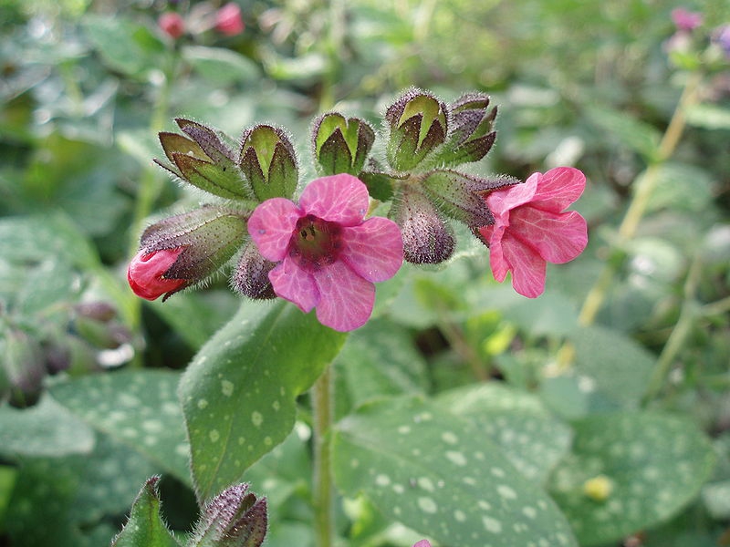 Pulmonaria officinalis